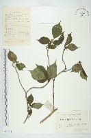 青莢葉藏品圖，第1張