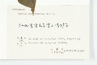 燈臺樹藏品圖，第3張