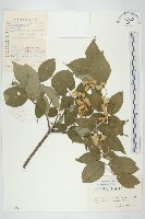 四照花藏品圖，第1張