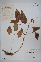 光葉淫羊藿藏品圖，第1張