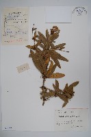 濠豬刺藏品圖，第1張