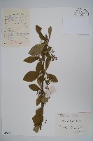 廬山小檗藏品圖，第1張