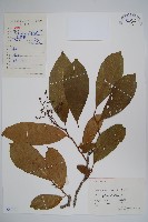 厚殼樹藏品圖，第1張