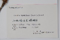 厚殼樹藏品圖，第2張