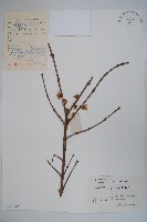 臘梅藏品圖，第1張