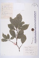 頭狀四照花藏品圖，第1張