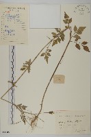 鬼針舅藏品圖，第1張