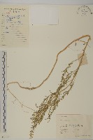 臭杏、土荊芥藏品圖，第1張