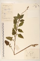 登錄號:S061796藏品圖，第1張