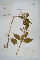 雞冠花藏品圖，第1張