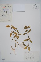 蓮子草藏品圖，第1張