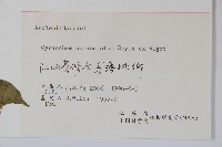 牛皮消藏品圖，第2張