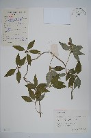 羊乳、四葉參藏品圖，第1張