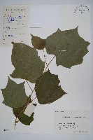 八角楓藏品圖，第1張