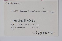 八角楓藏品圖，第2張