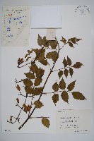 紫葳, 凌霄花藏品圖，第1張