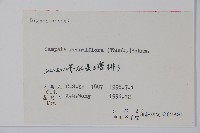 紫葳, 凌霄花藏品圖，第2張