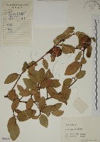 薜荔藏品圖，第1張