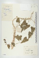 合子草藏品圖，第1張