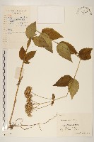 華澤蘭藏品圖，第1張