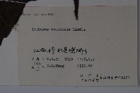 冇骨消藏品圖，第2張