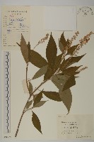 薄葉榿葉樹藏品圖，第1張