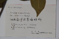 松田氏莢迷、宜昌莢迷藏品圖，第2張