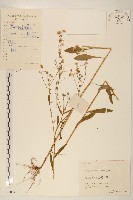 白頂飛蓬藏品圖，第1張