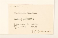 白頂飛蓬藏品圖，第3張