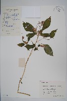 睫毛萼鳳仙花藏品圖，第1張