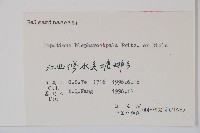 睫毛萼鳳仙花藏品圖，第2張