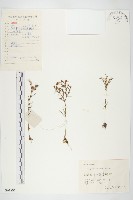 佛甲草藏品圖，第1張