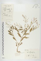 葶藶藏品圖，第1張