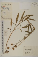 大花金雞菊藏品圖，第1張