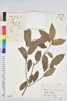 白木烏臼藏品圖，第1張