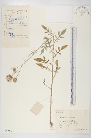 泥胡菜藏品圖，第1張