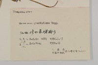 大花金雞菊藏品圖，第3張