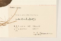 毛大丁草藏品圖，第3張