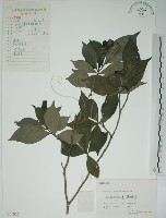 山黃梔藏品圖，第1張