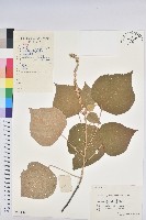 白背葉藏品圖，第1張