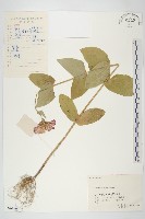 百日菊藏品圖，第1張