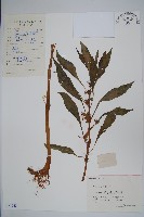 鳳仙花藏品圖，第1張