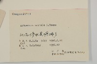 珍珠蒿、奇蒿藏品圖，第3張