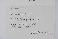 江南山梗菜藏品圖，第2張