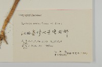 剪秋羅、剪秋紗、漢宮秋藏品圖，第3張