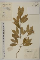 大果衛矛藏品圖，第1張