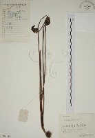 野菰藏品圖，第1張