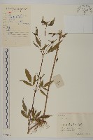 大狼把草藏品圖，第1張