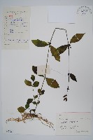 杜根藤藏品圖，第1張