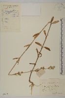 女婁菜藏品圖，第1張